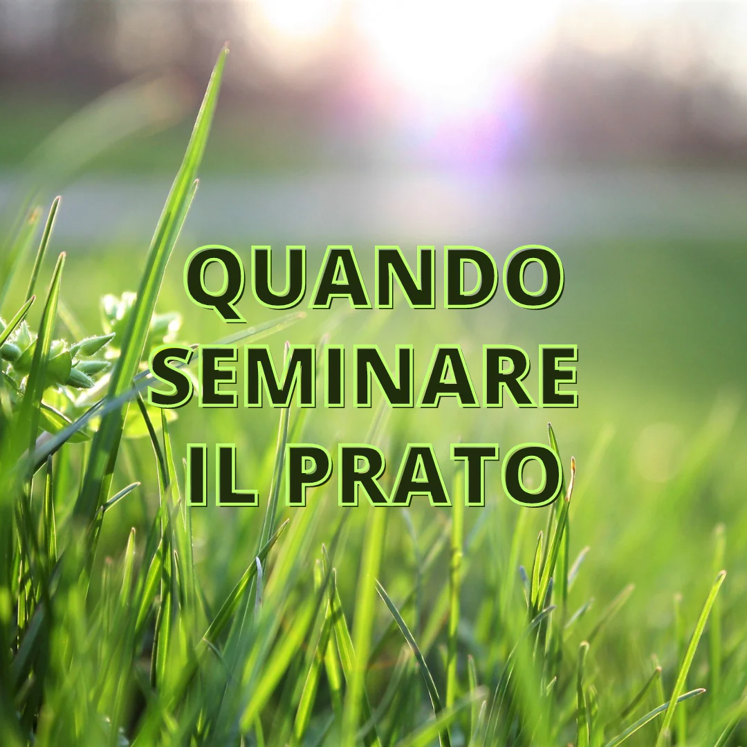 Devi seminare il prato a Ferrara ma hai paura di sbagliare? Ecco 3 consigli fondamentali